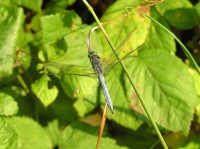 Orthetrum coerulescens