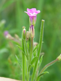 Epilobium hirsutum