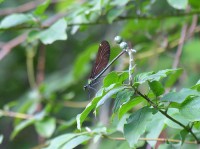 Calopteryx virgo