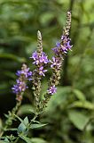 Lythrum salicaria