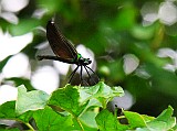 Calopteryx virgo