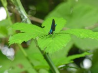 Calopteryx virgo