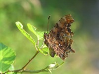 Polygonia c-album