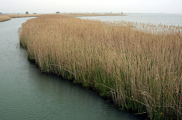 laguna_1