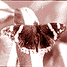 fauna